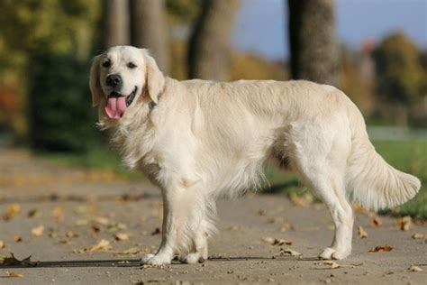 Golden Retrievers generally live for years on average